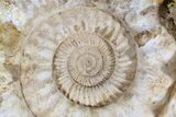 Monster, Jurassic Ammonite Fossil - (Special Price) #74848-1